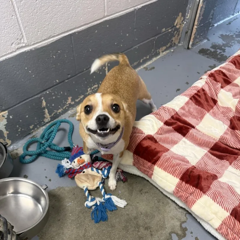 A young small-sized female Yellow / Tan / Blond / Fawn Feist dog named Emily Maria for adoption in Columbus, NC