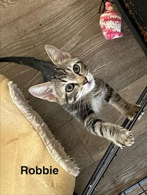 Robbie