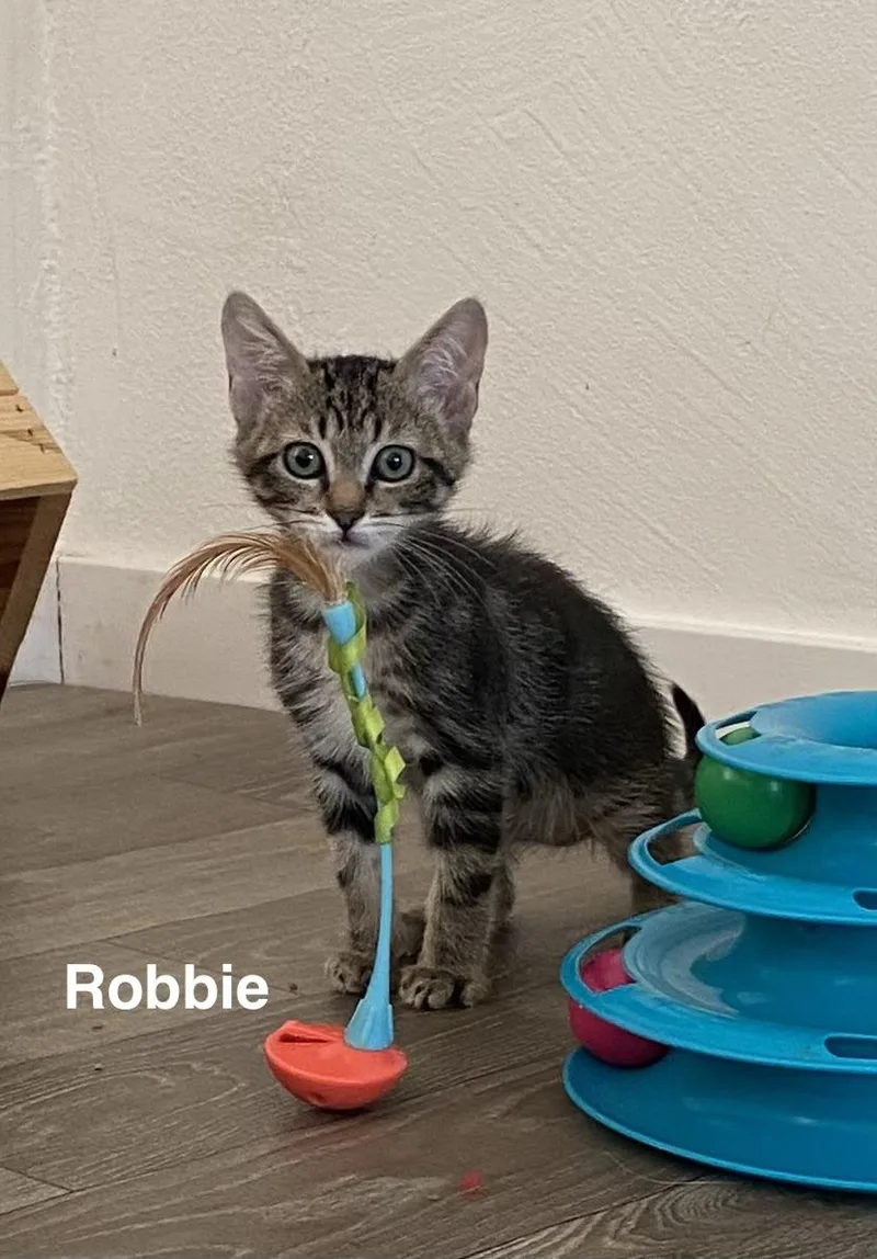 Robbie thumbnail 2