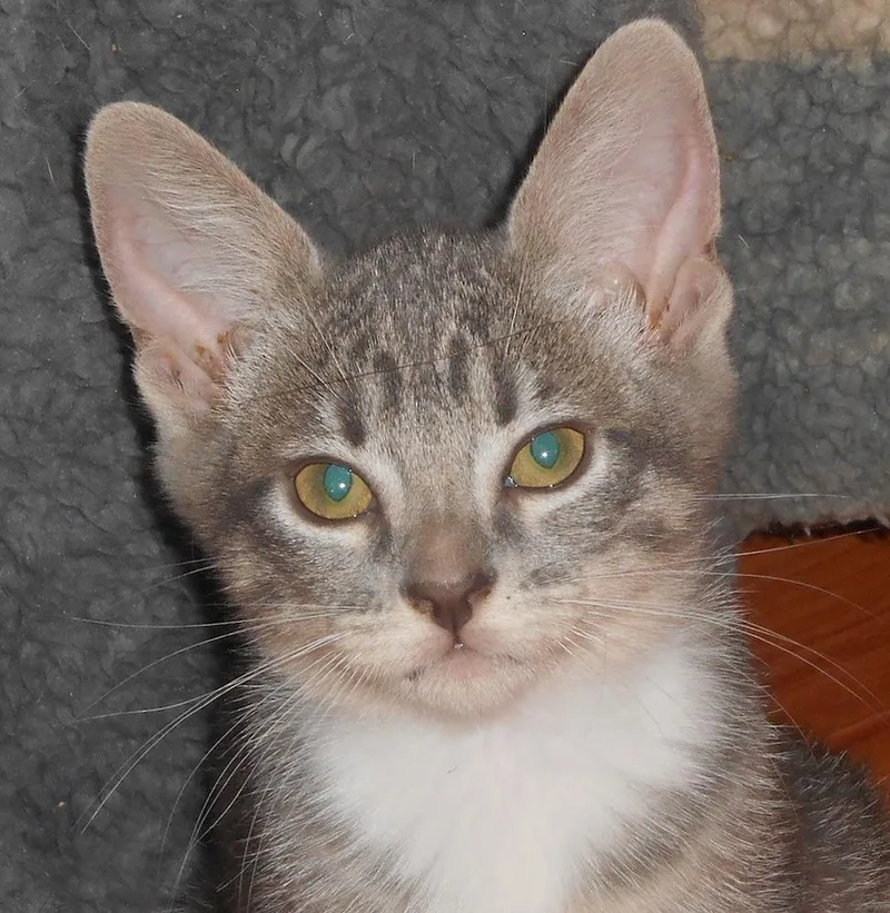 A baby medium-sized female Tabby (Brown / Chocolate) Tabby cat named Merrygo for adoption in North Highlands, CA