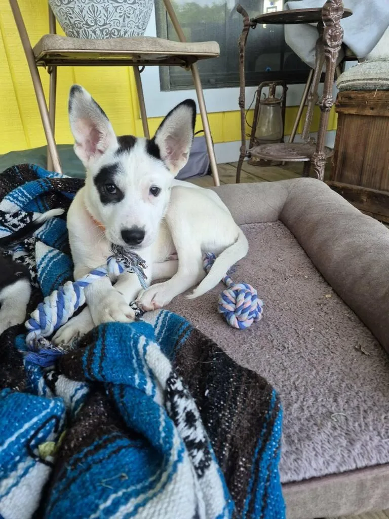 A baby medium-sized male Siberian Husky dog named Jasper for adoption in Sumter, SC
