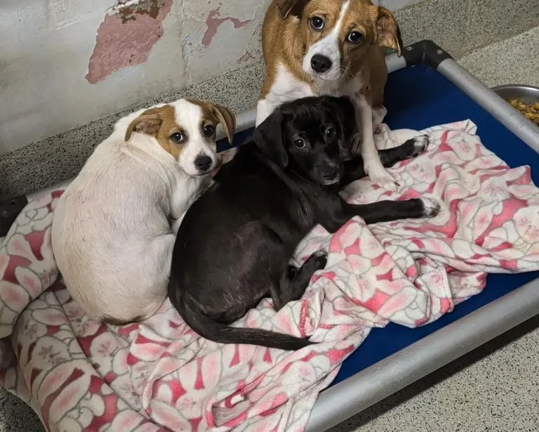 An adult small-sized female Rat Terrier dog named Lovely for adoption in Petersburg, VA