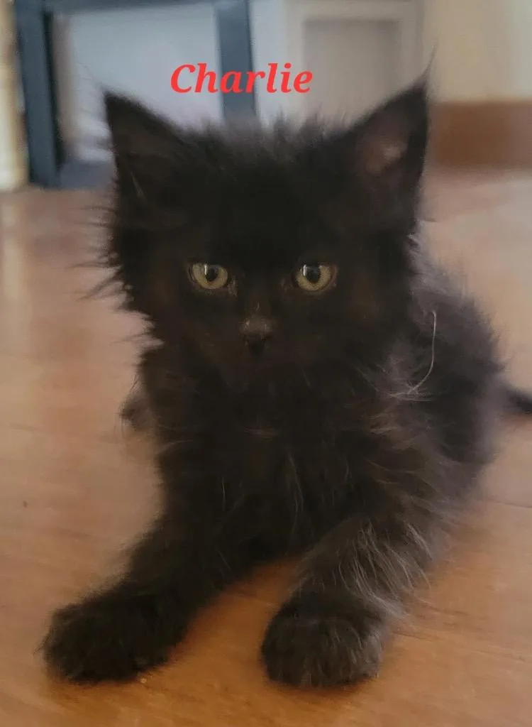 Charlie
