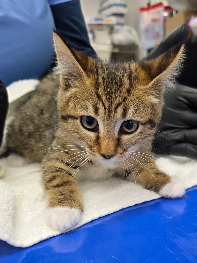 A baby medium-sized female Tabby (Orange / Red) Domestic Short Hair cat named Cece for adoption in Marina del Rey, CA