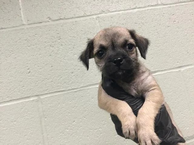 A baby small-sized female Terrier dog named A for adoption in Thousand Palms, CA