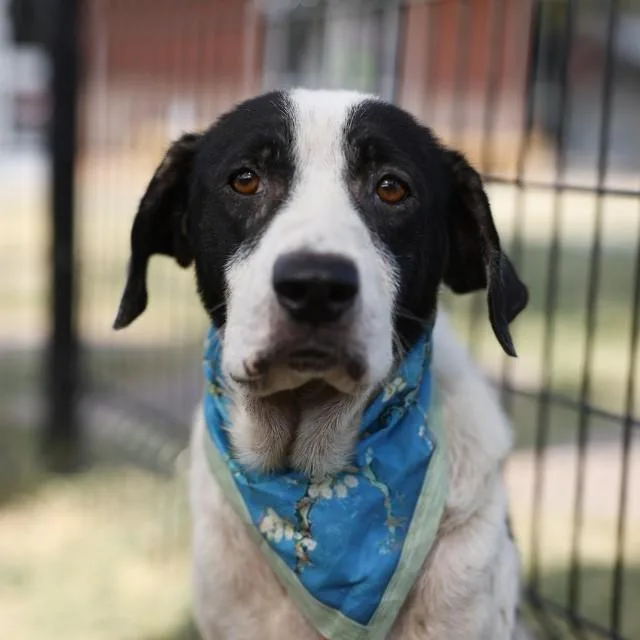 An adult medium-sized male Labrador Retriever dog named Beaufort for adoption in San Antonio, TX