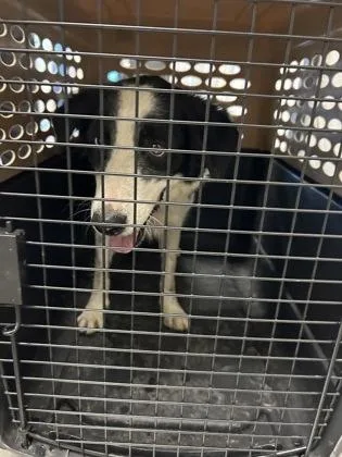 A young medium-sized female Border Collie dog named Venus for adoption in Fresno, CA
