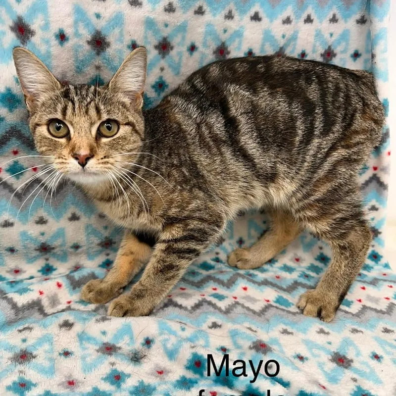 A young small-sized female Brown / Chocolate Domestic Short Hair cat named Mayo for adoption in Staten Island, NY