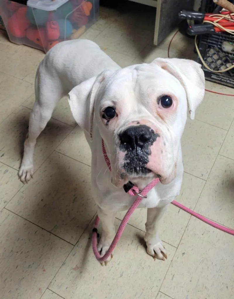 A young large-sized male Boxer dog named Clifford for adoption in Chillicothe, OH