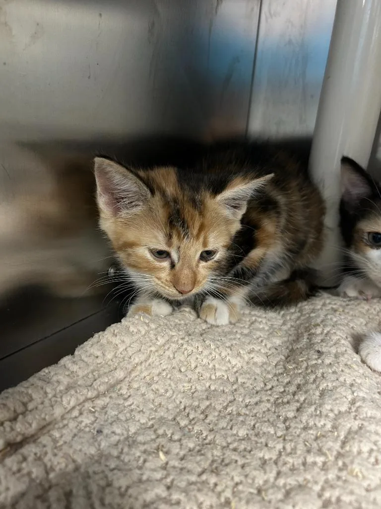 A baby large-sized female Domestic Short Hair cat named Runt for adoption in Chickamauga , GA