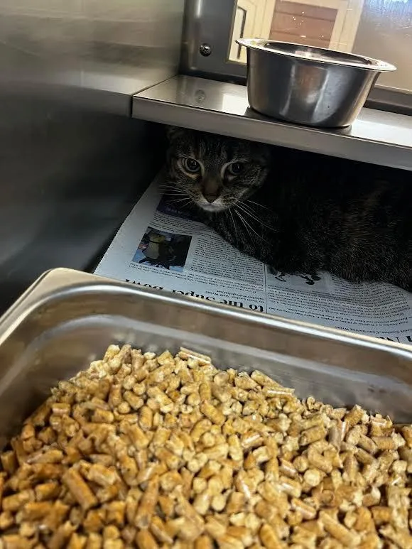 An adult large-sized female Tabby cat named Zip for adoption in Nacogdoches, TX