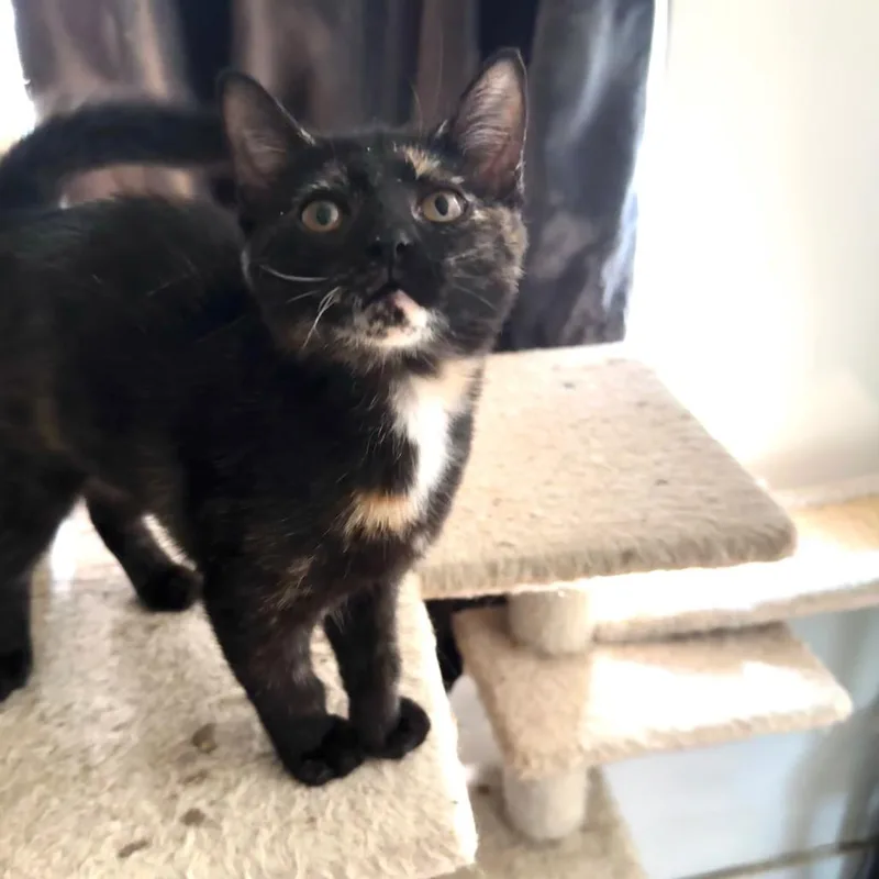 A baby small-sized female Tortoiseshell Domestic Short Hair cat named Rain for adoption in Miami, FL