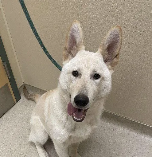 A baby large-sized female German Shepherd Dog named Lana for adoption in Clyde, NC
