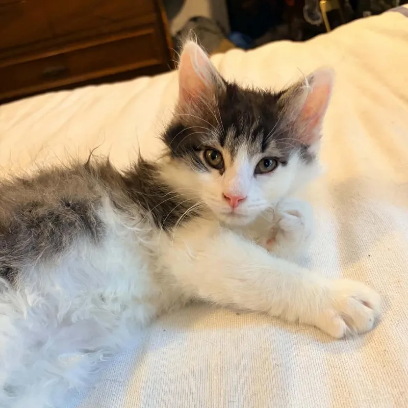 A baby small-sized male Black Domestic Long Hair cat named Jackson for adoption in Prairie du Chien, WI