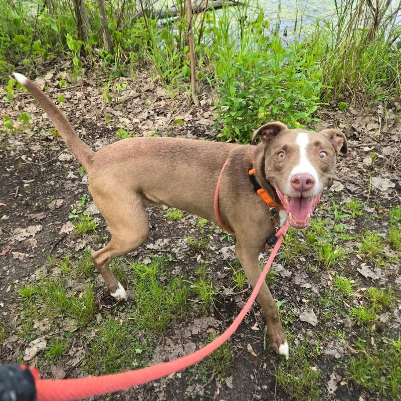 A senior medium-sized male Brown / Chocolate Mixed Breed dog named Duke for adoption in Grand Rapids, MI