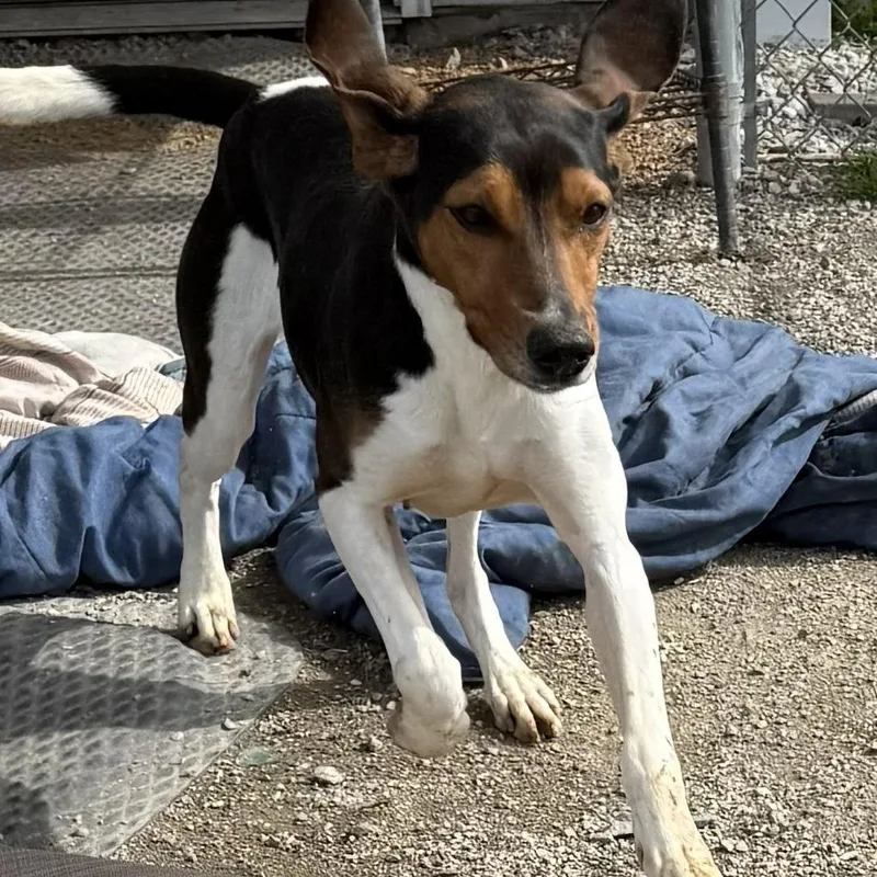 An adult medium-sized female White / Cream Coonhound dog named Casey for adoption in Brooksville, KY