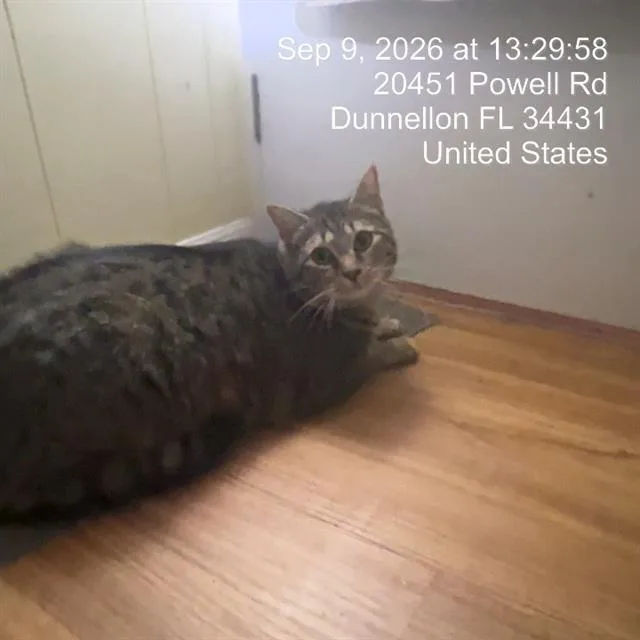A young small-sized female Domestic Short Hair cat named Tinkerbell for adoption in Ocala, FL