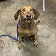 An adult medium-sized female Red / Chestnut / Orange Hound dog named Marley for adoption in Cleveland, MS