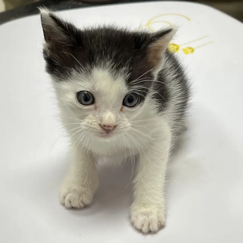 A baby small-sized male Black Domestic Short Hair cat named Nelson for adoption in Lufkin, TX