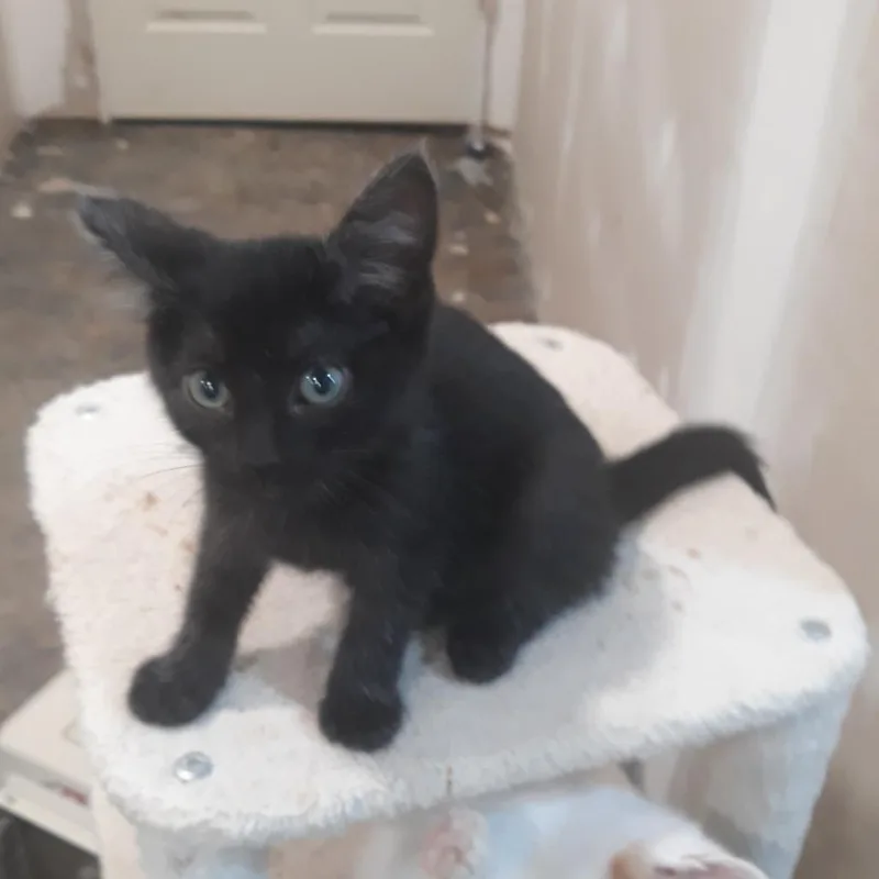 A baby small-sized male Black Domestic Short Hair cat named Paul for adoption in West Des Moines, IA