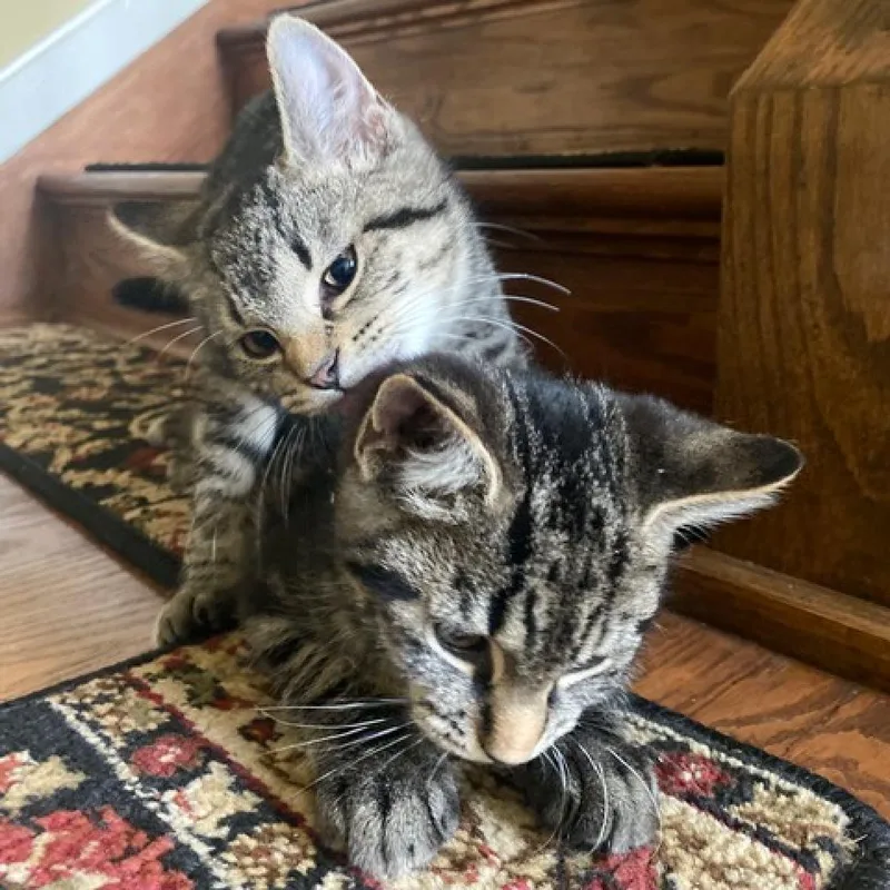 An adult small-sized female Brown / Chocolate Domestic Short Hair cat named Onyx for adoption in Abingdon, MD