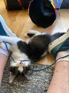 Morsel