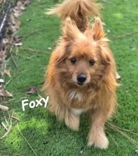 Foxy thumbnail 2