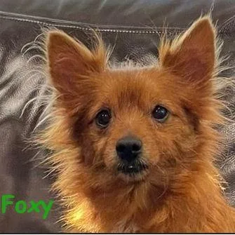 Foxy thumbnail 3