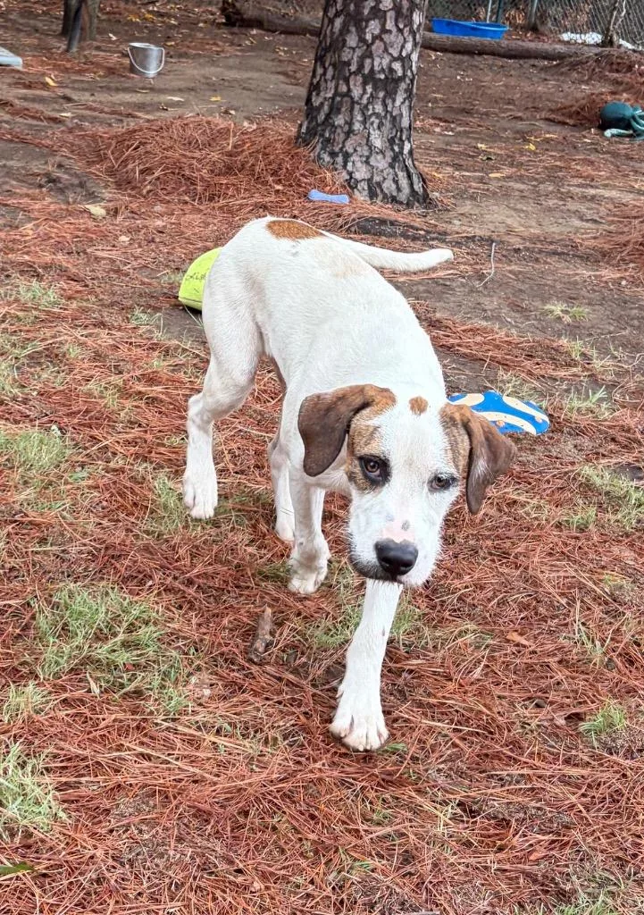 A young large-sized male Hound dog named Percy for adoption in Little Rock, AR