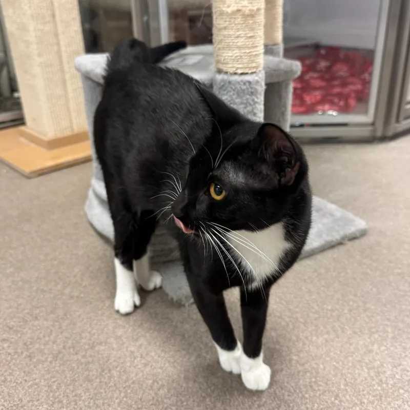 A young medium-sized female Black Domestic Short Hair cat named Flounder for adoption in South Elgin, IL