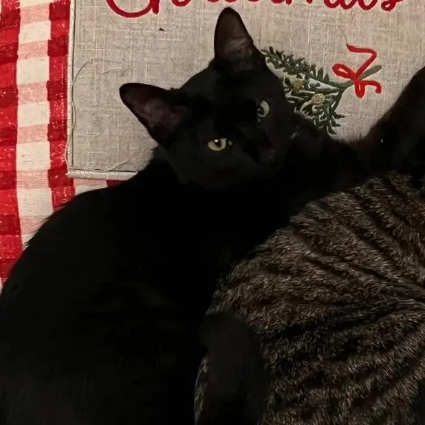 A young medium-sized male Domestic Short Hair cat named Barrell for adoption in Arlington, TX