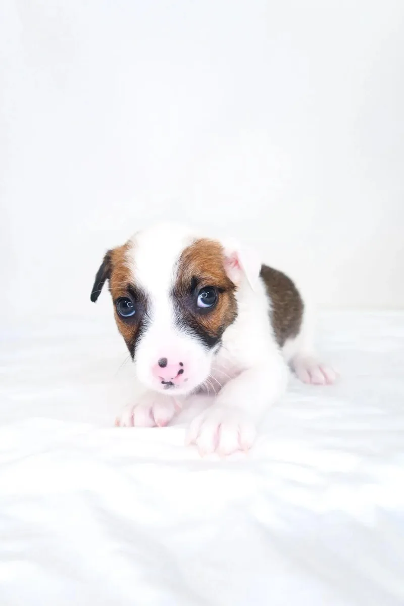 A baby medium-sized male Brown / Chocolate Australian Shepherd dog named Puddy for adoption in Bixby, OK
