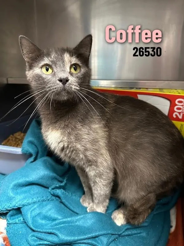 An adult medium-sized female Domestic Short Hair cat named Coffee for adoption in Oak Ridge, TN