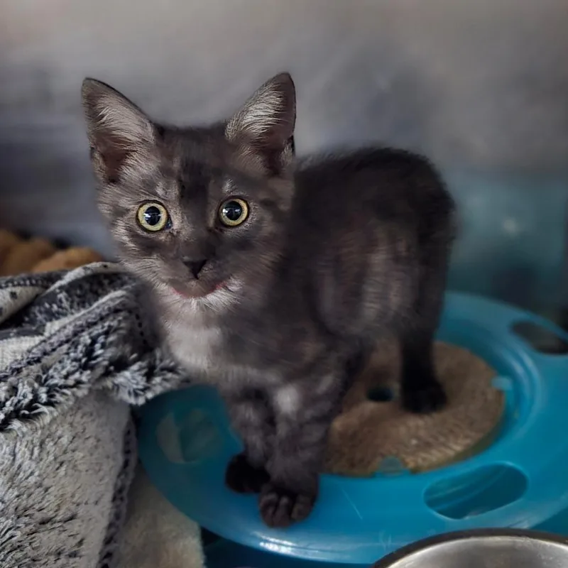 A baby small-sized female Smoke Domestic Medium Hair cat named Kuki for adoption in San Jacinto, CA