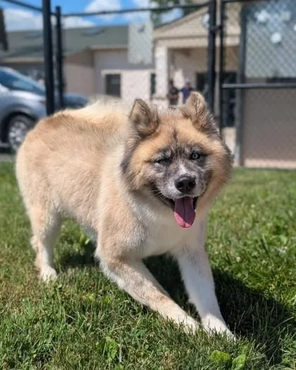 Achilles
