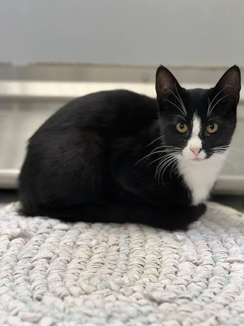 A young medium-sized female Domestic Short Hair cat named Lana for adoption in Elko, NV