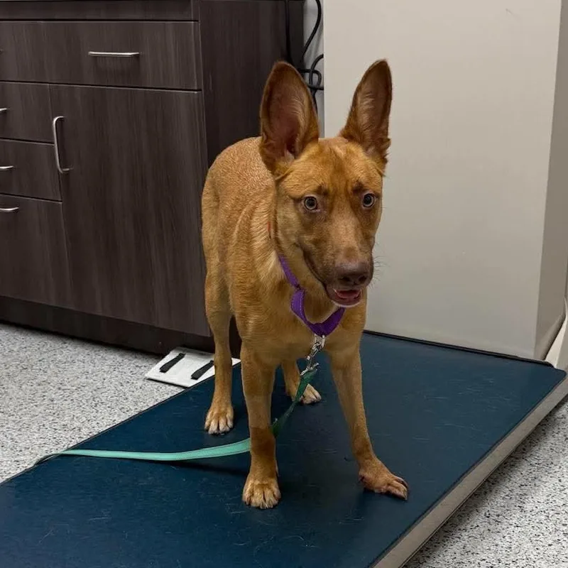 A young medium-sized female Pharaoh Hound dog named Batsy for adoption in Houston, TX