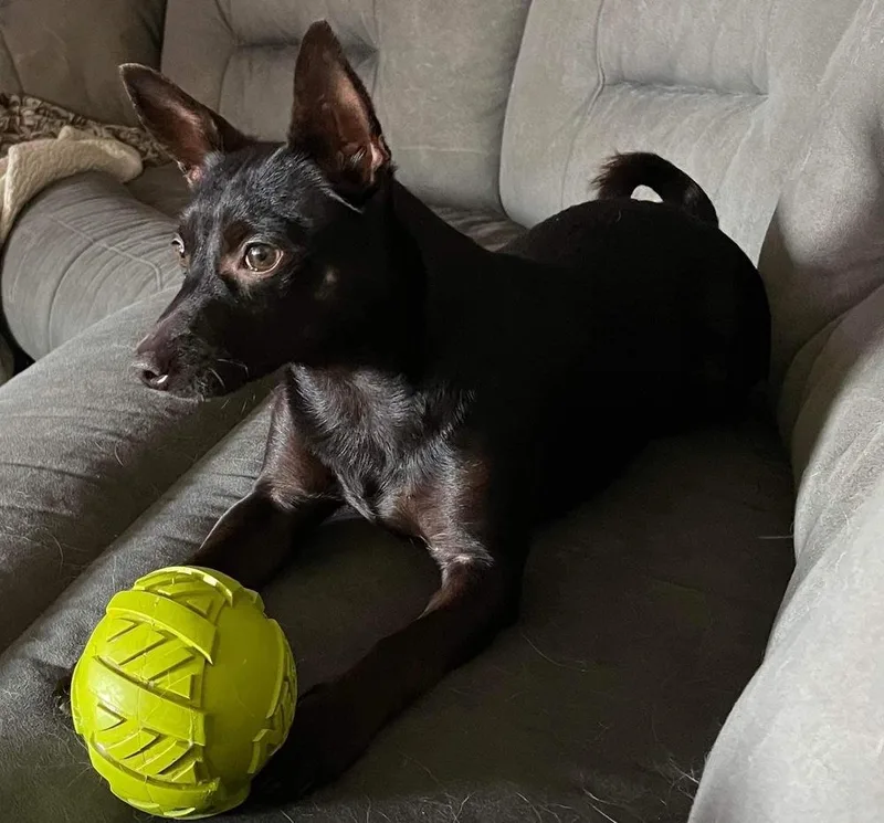 A young small-sized female Black Chihuahua dog named Izzy for adoption in Shawnee, OK