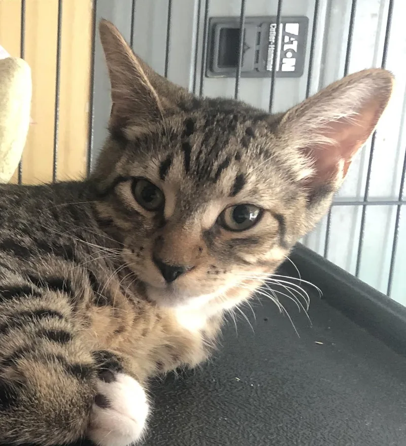 A baby medium-sized female Tabby (Brown / Chocolate) Tabby cat named Fergie for adoption in Richmond, VA