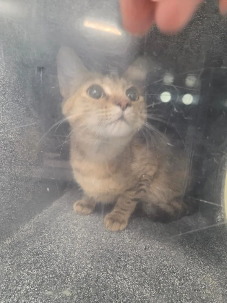 A young medium-sized female Domestic Long Hair cat named Deena for adoption in Athens, TN