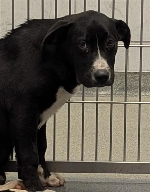 A baby large-sized male Mixed Breed dog named Stuart for adoption in Dallas, TX