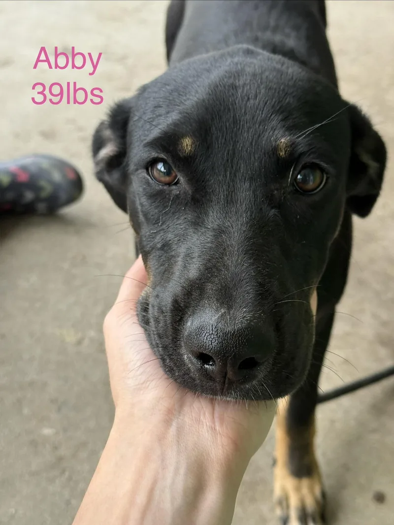 A baby medium-sized female Treeing Walker Coonhound dog named Abby for adoption in Fayetteville, WV
