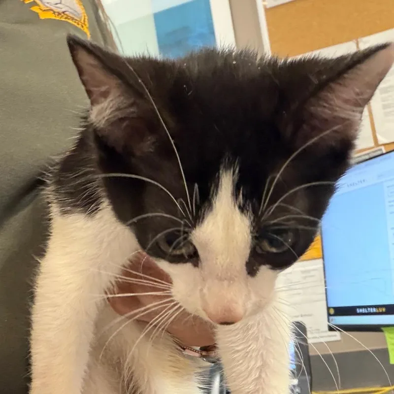 A baby small-sized female Black Domestic Short Hair cat named Venmo for adoption in Norman, OK