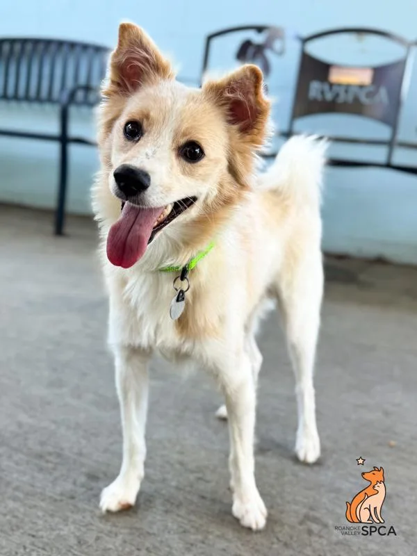 A young small-sized male Pomeranian dog named Leo for adoption in Roanoke, VA