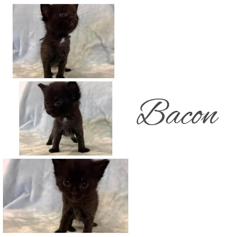 A baby small-sized male Black Domestic Short Hair cat named Bacon for adoption in Chillicothe, IL