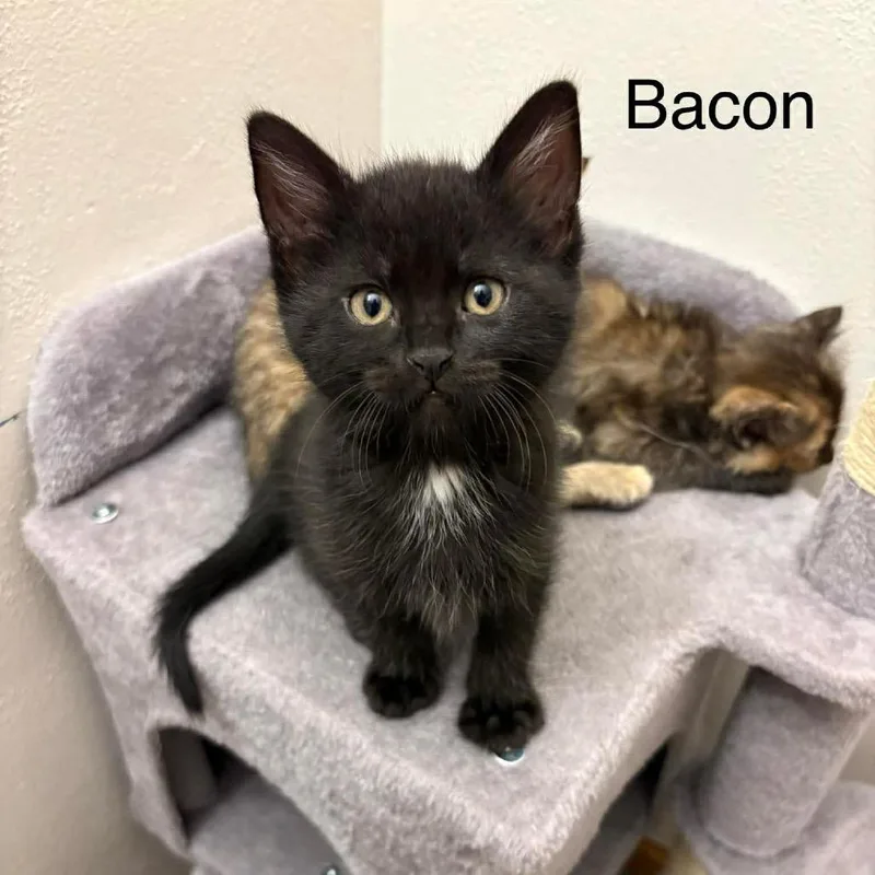 Bacon thumbnail 2