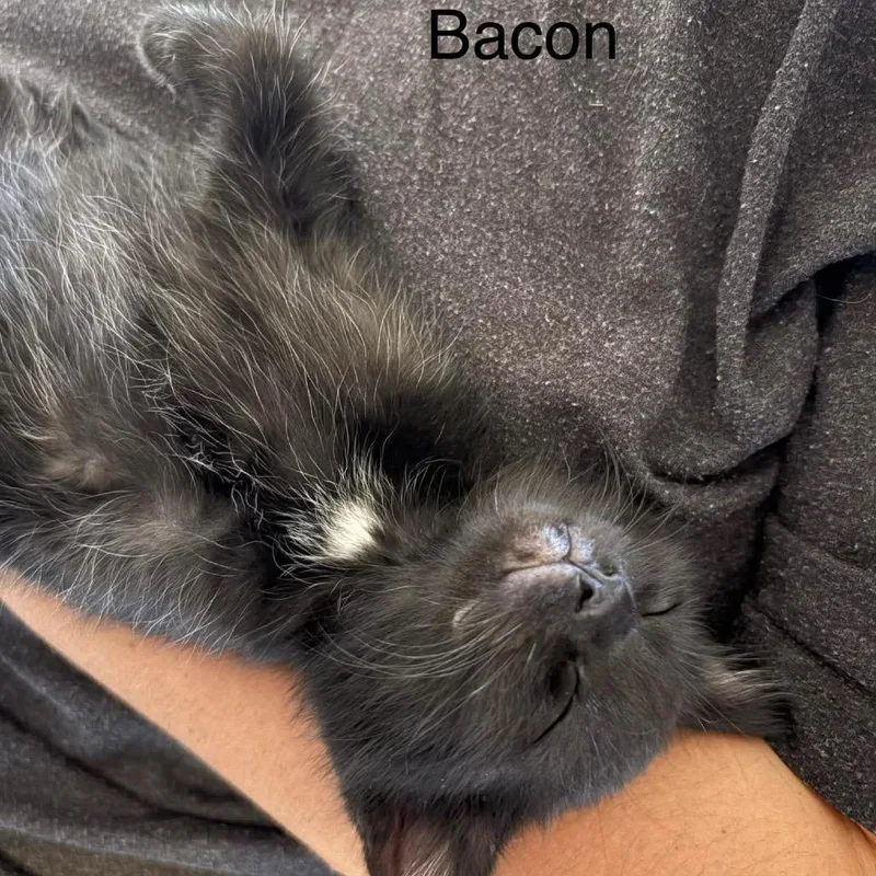 Bacon thumbnail 3