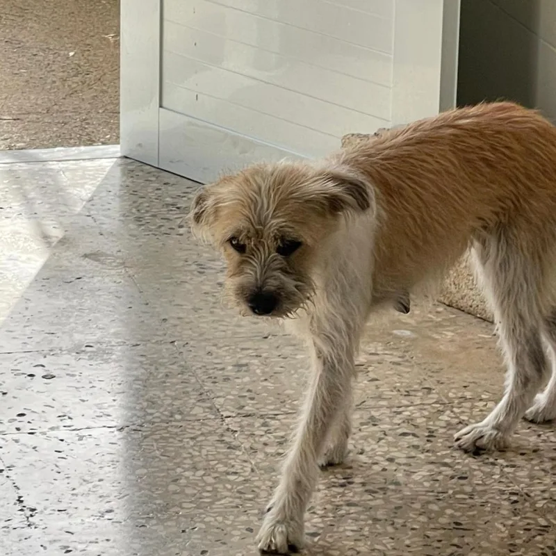 Scarlett thumbnail 2