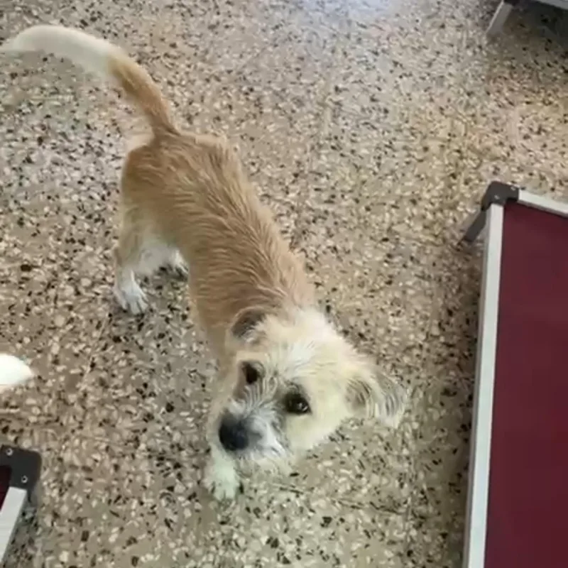 Scarlett thumbnail 3