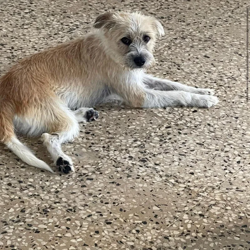 Scarlett thumbnail 4